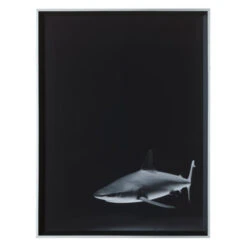 Silence In The Deep -Zgallerie 725159654 2 89611.1690292288.386.513