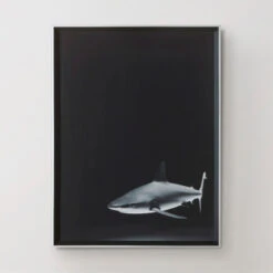 Silence In The Deep -Zgallerie 725159654 37014.1690292287.386.513