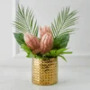 Protea In Pot - Blush -Zgallerie webimage 168115695 jpg