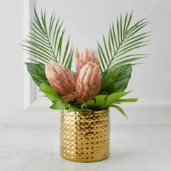 Protea In Pot - Blush