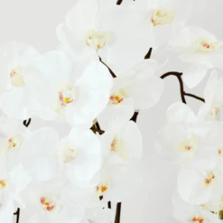 Nikki Chu - Orchid In Black Vase -Zgallerie webimage 168213601 DTL