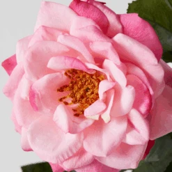 Real Touch Orlane Rose - Set Of 3 -Zgallerie webimage 200023565 1 jpg