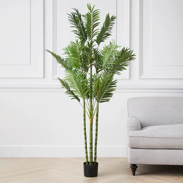 Areca Palm Tree 4 Areca Palm Tree - Image 2