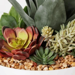 Succulent Assortment In Bowl -Zgallerie webimage 207999711 dtl