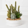Succulent Assortment In Bowl 1 Succulent Assortment In Bowl -Zgallerie webimage 207999713