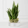Mother In Law's Tongue Succulent With Bowl -Zgallerie webimage 207999718