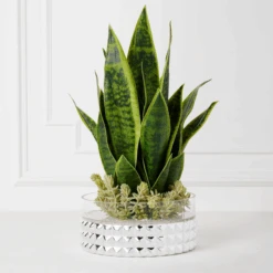 Mother In Law's Tongue Succulent With Bowl -Zgallerie webimage 207999718 alt1