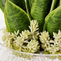 Mother In Law's Tongue Succulent With Bowl -Zgallerie webimage 207999718 dtl