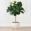 Fiddle Leaf Tree In Bowl -Zgallerie webimage 207999719