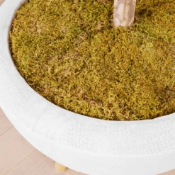 Fiddle Leaf Tree In Bowl -Zgallerie webimage 207999719 dtl2