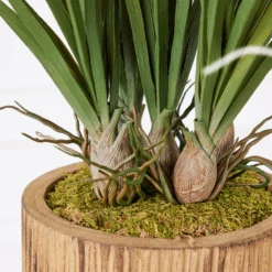 Areca In Wood Stand -Zgallerie webimage 207999721 dtl1