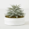 Succulent In White Round Pot -Zgallerie webimage 207999970 1