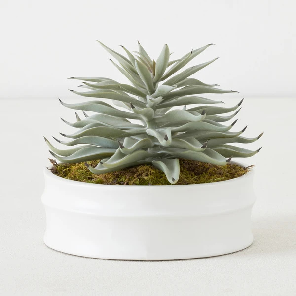 Succulent In White Round Pot 3 Succulent In White Round Pot