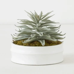 Succulent In White Round Pot