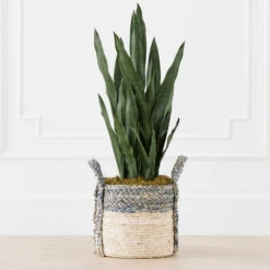 Mother In Law's Tongue In Basket