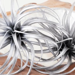 Faux Air Plant -Zgallerie webimage 209204773 DTL