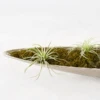 Bag Of Moss -Zgallerie webimage 209584091