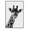 Exotic Animals 4 -Zgallerie webimage 630101052 jpg
